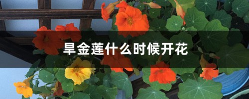 旱金莲什么时候开花