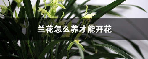 兰花怎么养才能开花