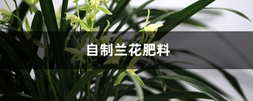 兰花用什么肥可以多开花，自制兰花肥料方法