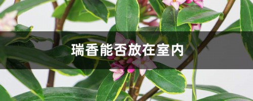 瑞香能否放在室内