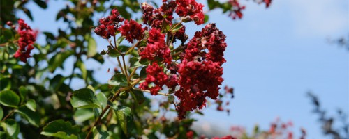 上海适合养什么花，市花和市树是什么