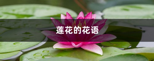 莲花的花语