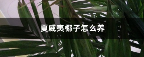 夏威夷椰子怎么养