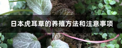 日本虎耳草的养殖方法和注意事项