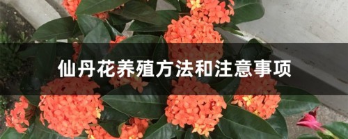 仙丹花养殖方法和注意事项