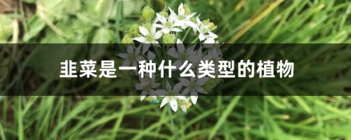 韭菜是一种什么类型的植物