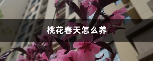 桃花春天怎么养