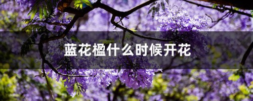 蓝花楹什么时候开花，怎么修剪最好看