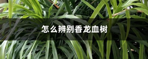 怎么辨别香龙血树