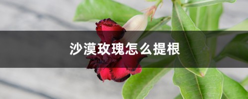 沙漠玫瑰怎么提根，多长时间提根一次