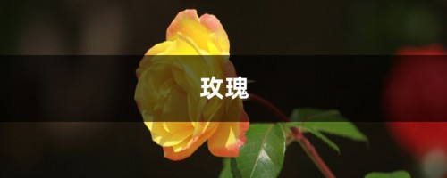 玫瑰洋桔梗···鲜花也能扦插，7天生根1个月开花，赚大发了！