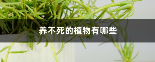 养不死的植物有哪些