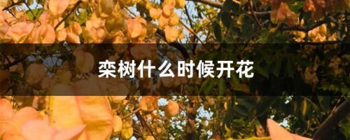 栾树什么时候开花