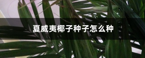 夏威夷椰子种子怎么种