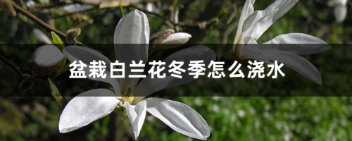 盆栽白兰花冬季怎么浇水