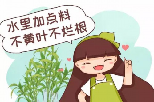 水里加点料，叶跟打了蜡似的，贼绿贼亮！