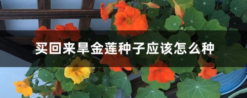 买回来旱金莲种子应该怎么种