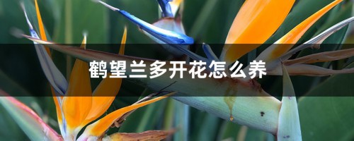 鹤望兰多开花怎么养