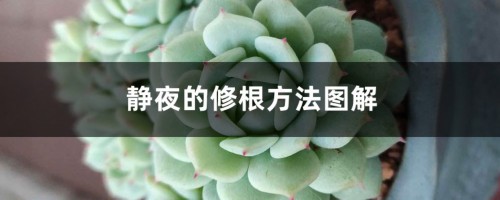 静夜的修根方法图解