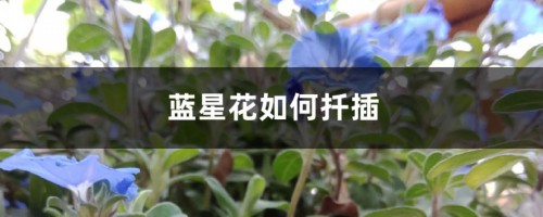 蓝星花如何扦插