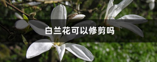 白兰花可以修剪吗